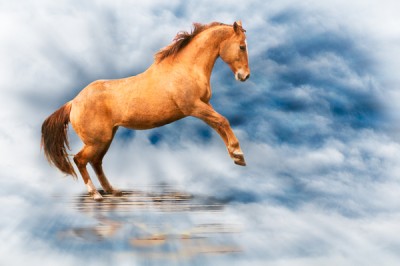 Horse in clouds
