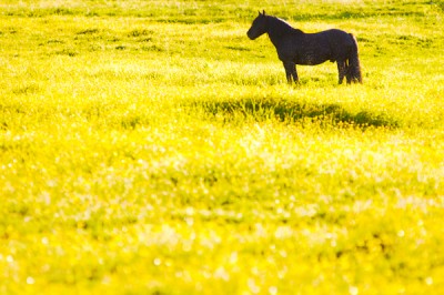horse in yellow field of flowers