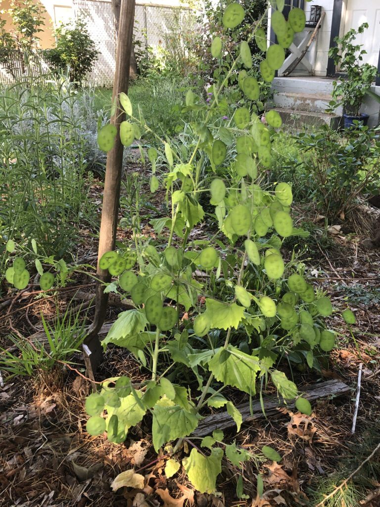 The same plant in the same area but planted in a modified hugelculture bed