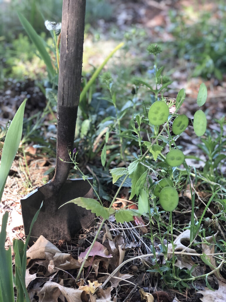 Small plant grown in loosened clay soil